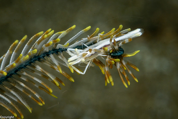 Crinoid Shrimp on Crinoid Arm