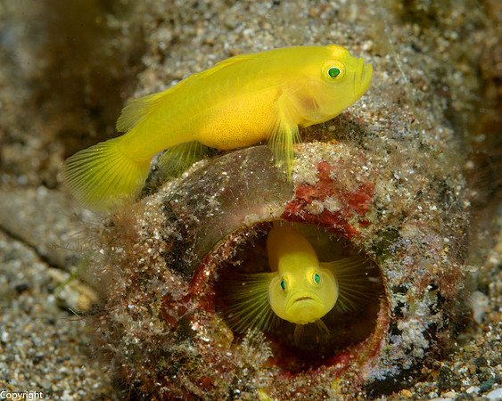 Yellow Goby pair; Female full of eggs