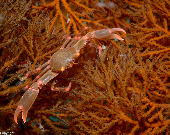Black Coral Crab