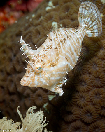 Radial Filefish