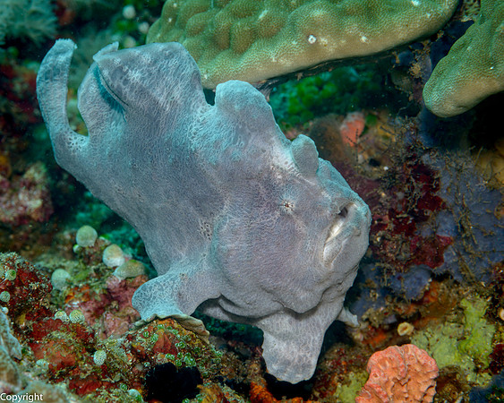 Giant Frogfish