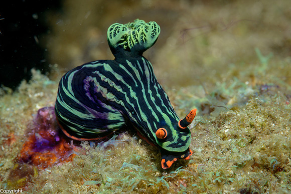 Nembrotha Nudibranch exuding purple 'ink'