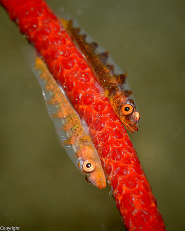 Whip Coral Goby pair
