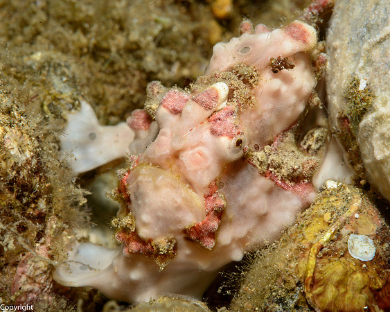 Painted Frogfish