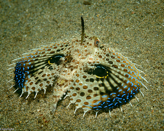 Helmut Gurnard, juvenile