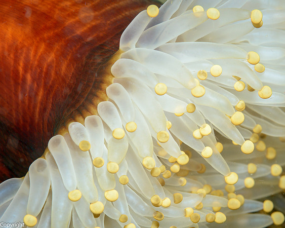 Anemone detail