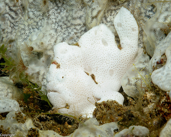 Painted Frogfish