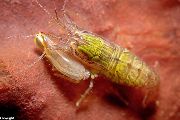 Snapping Shrimp