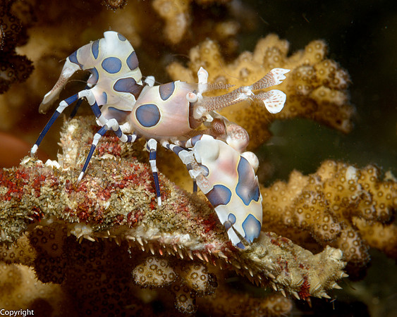 Harlequin Shrimp with Seastar arm