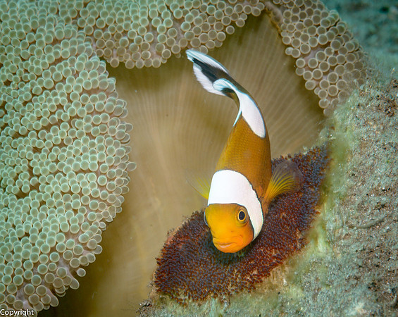 Saddleback Anemonefish with eggpatch
