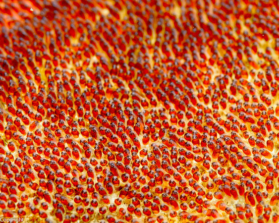 Anemonefish eggs, eyes visible