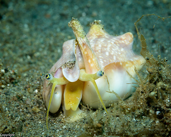 Vomer Conch