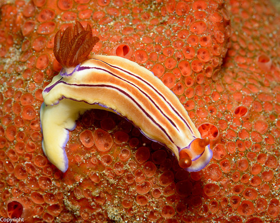 Emma's Hypselodoris Nudibrach