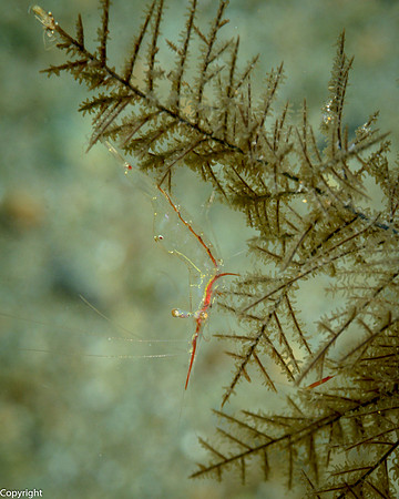 Transparent Shrimp on Black Coral