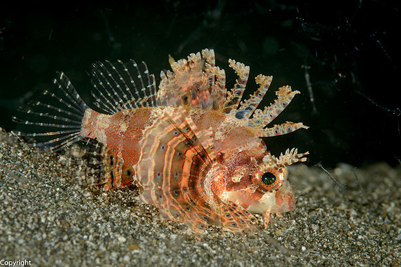 Shortfin Lionfish at night