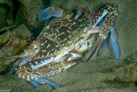 Blue Swimming Crabs, mating