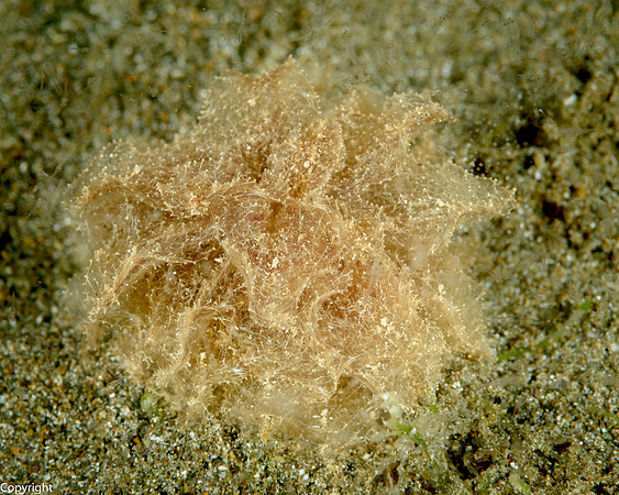 Polybrach