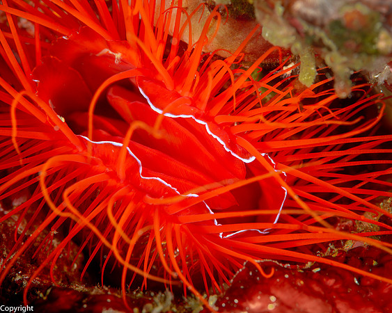 Disco Clam