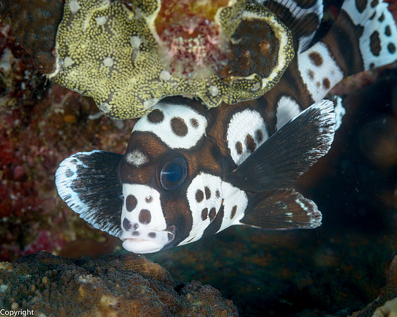 Oriental Sweetlips, juvenile