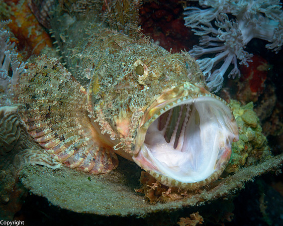 Scorpionfish yawning