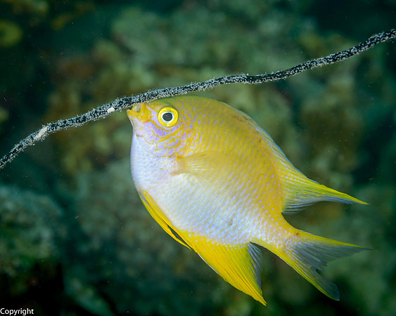 Damselfish, tending eggs laid on Whip Coral