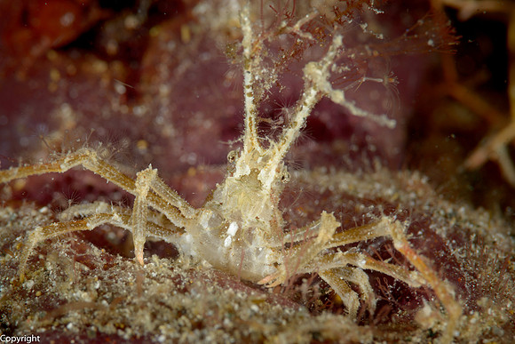 Decorator Crab