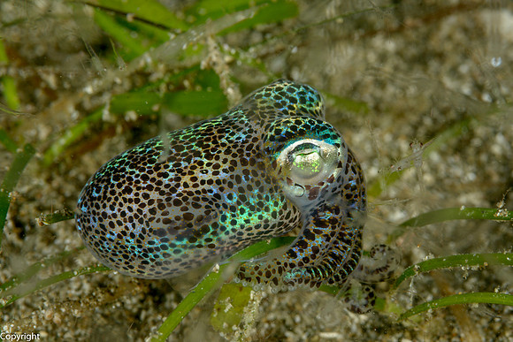 Bobtail Squid