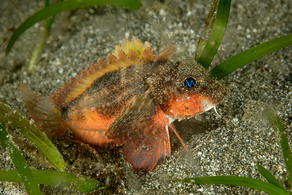 Painted Stingfish