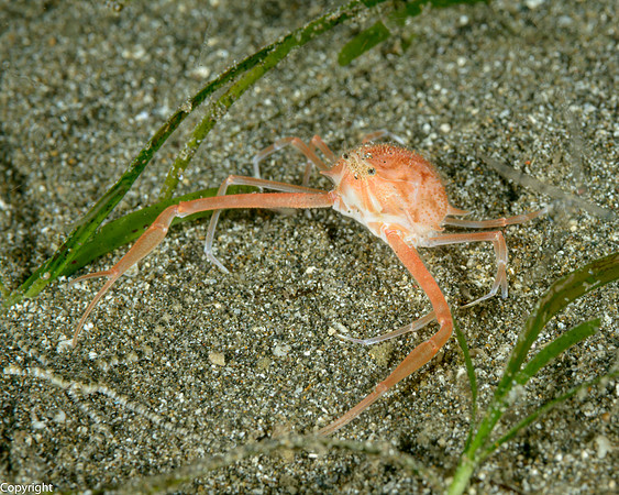 Scissor Crab