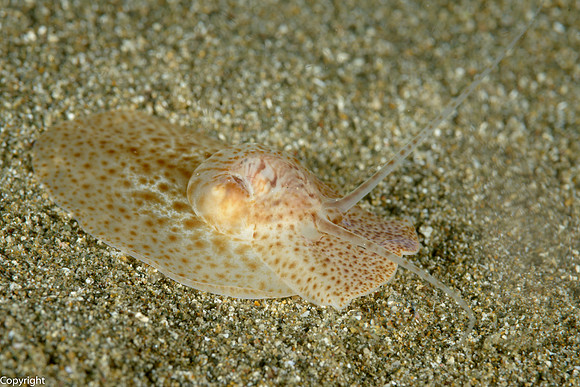 Sea Snail