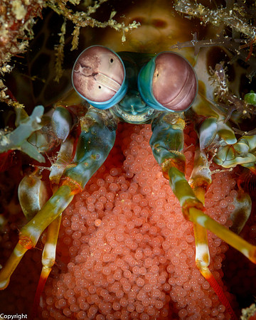 Peacock Mantis Shrimp with eggs