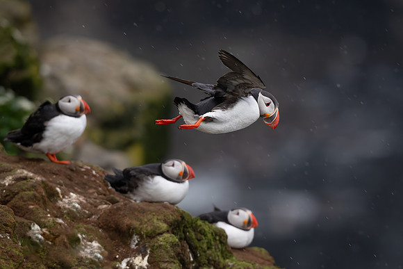 Puffin coming in to land in strong on-shore wind