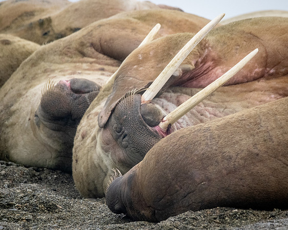 Walrus at haul-out