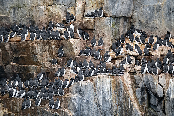 Brunnich's Guillemot breeding colony at Alkefjellet