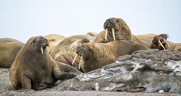 Walrus at haul-out