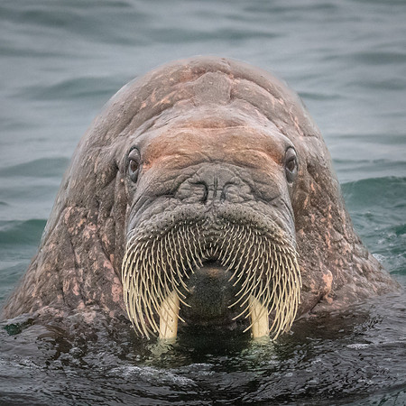 Walrus