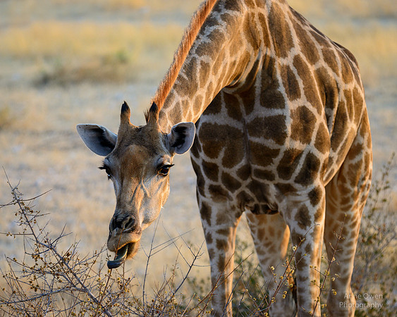 Giraffe, Etosha NP