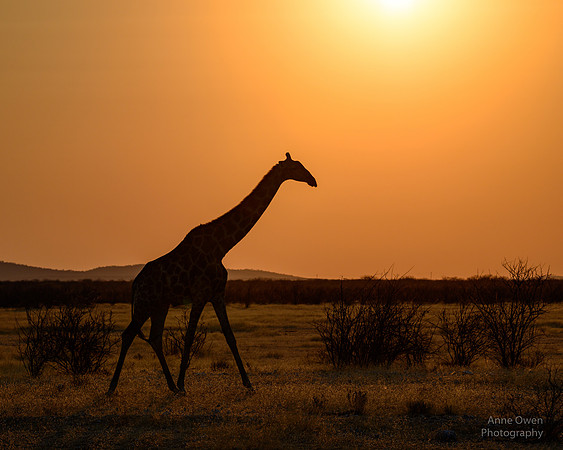 Giraffe, Etosha NP