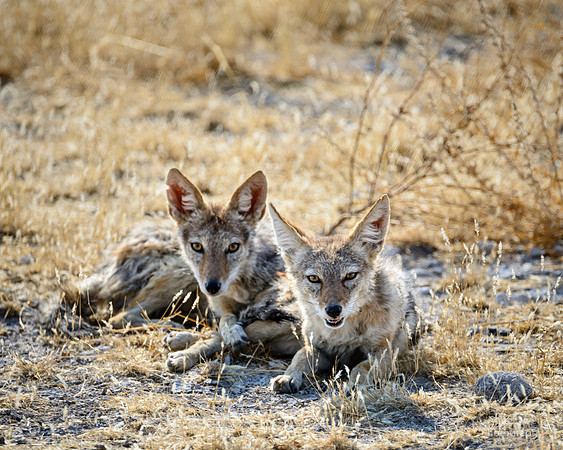 Black Backed Jackals, Etosha NP