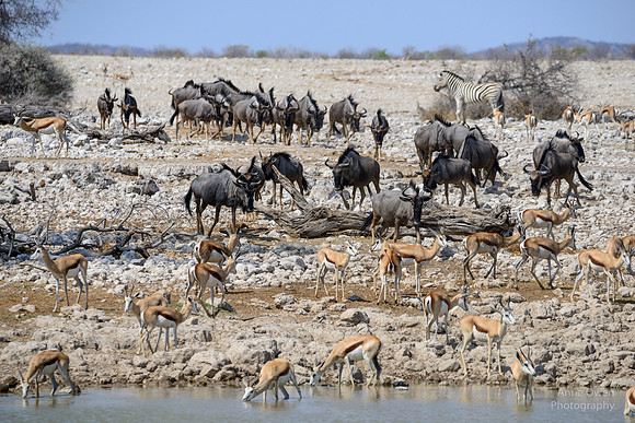 Watering Hole, Etosha NP