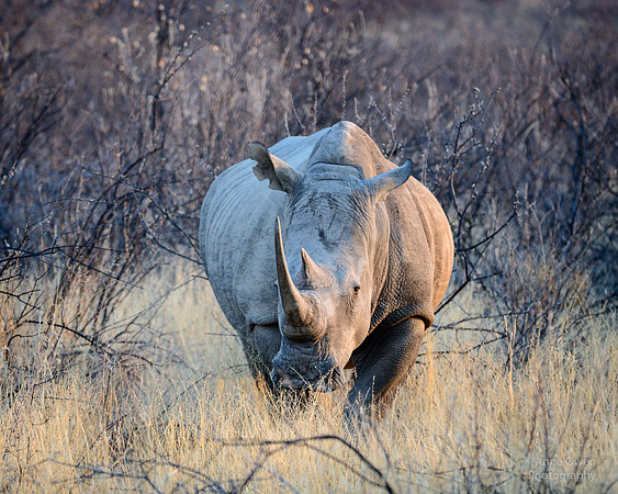 White Rhino, Etosha NP