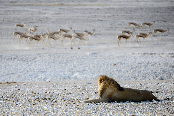 Lion watching for dinner, Etosha NP