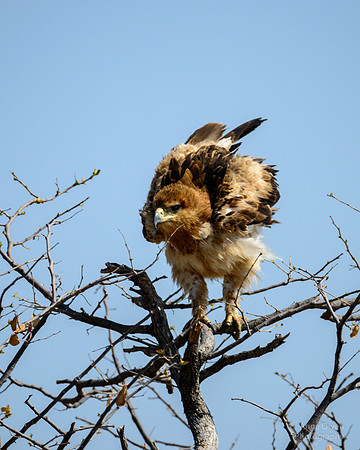 Hawk getting ready to fly, Etosha NP
