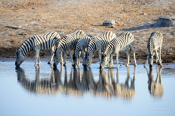 Zebra, Etosha NP