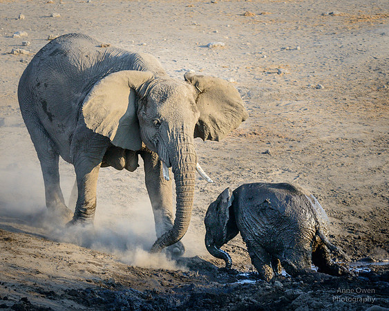 Elephant calf escaping thick mud, Etosha NP