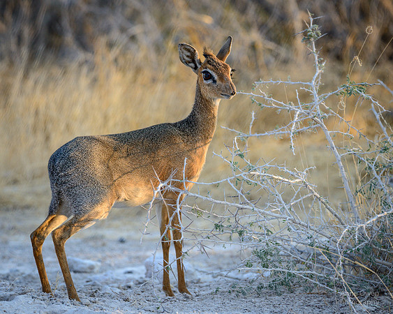 Dik-Dik, Etosha NP