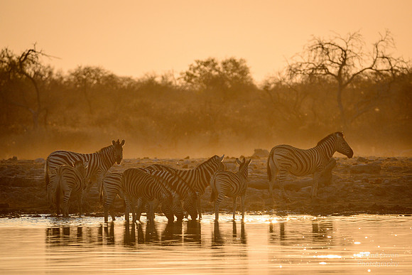 Zebra at Dawn, Etosha NP