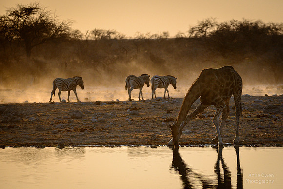 Giraffe and Zebra at Dawn, Etosha NP