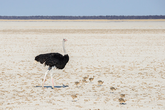 Ostrich family, Etosha NP