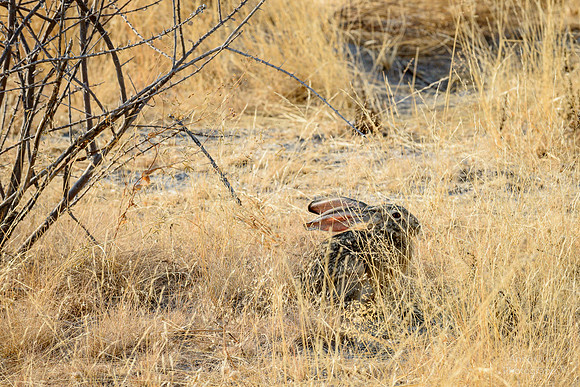 Hare, Etosha NP